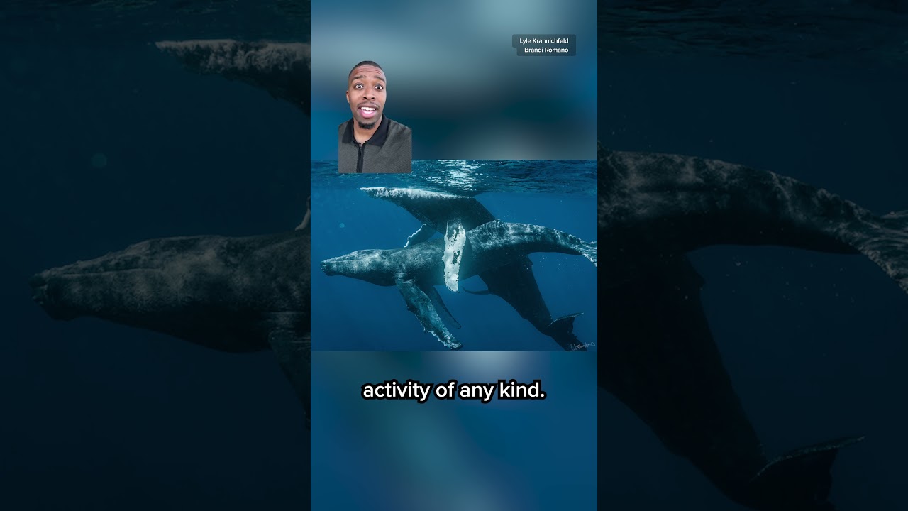 Two male humpback whales caught on camera having sex