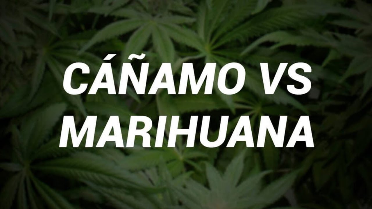 Esta es la diferencia entre la marihuana y el c&aacute;&ntilde;amo y sus m&uacute;ltiples beneficios