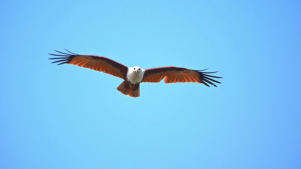Gliding, brahman eagle.