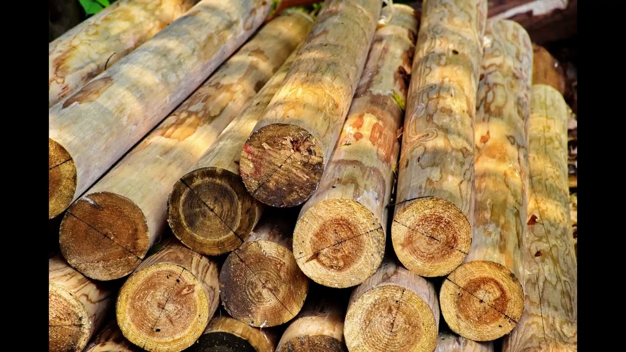 Importing Wood and Timber Products to the UK
