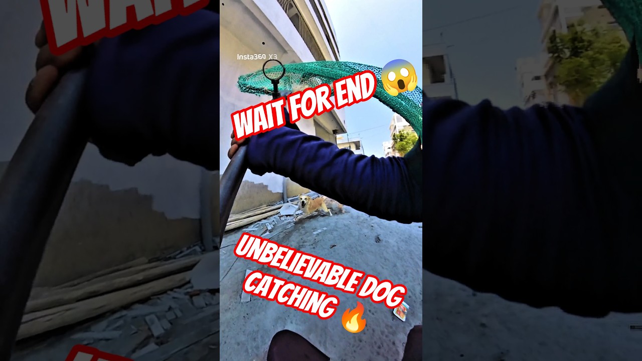 Tumkur City Double Dog Catch Trailer #dog #dogwithpublicsafety #ytviral #shorts #pets #trailer