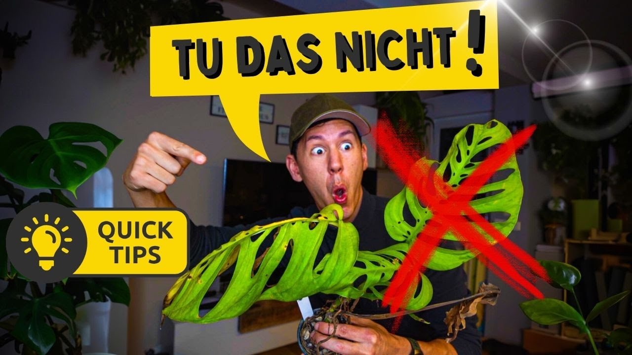 Zimmerpflanzen Pflege im Winter 🤩 5 Geheime Überlebenstipps für Anfänger und Fortgeschrittene!