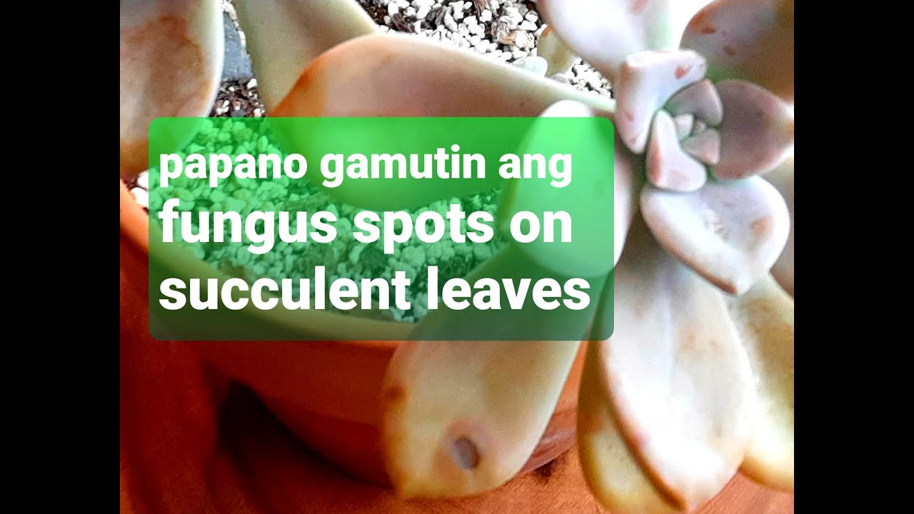 #20 succulent fungus black spots on leaves, pano gamutin? pano mag apply ng dithane TAGALOG