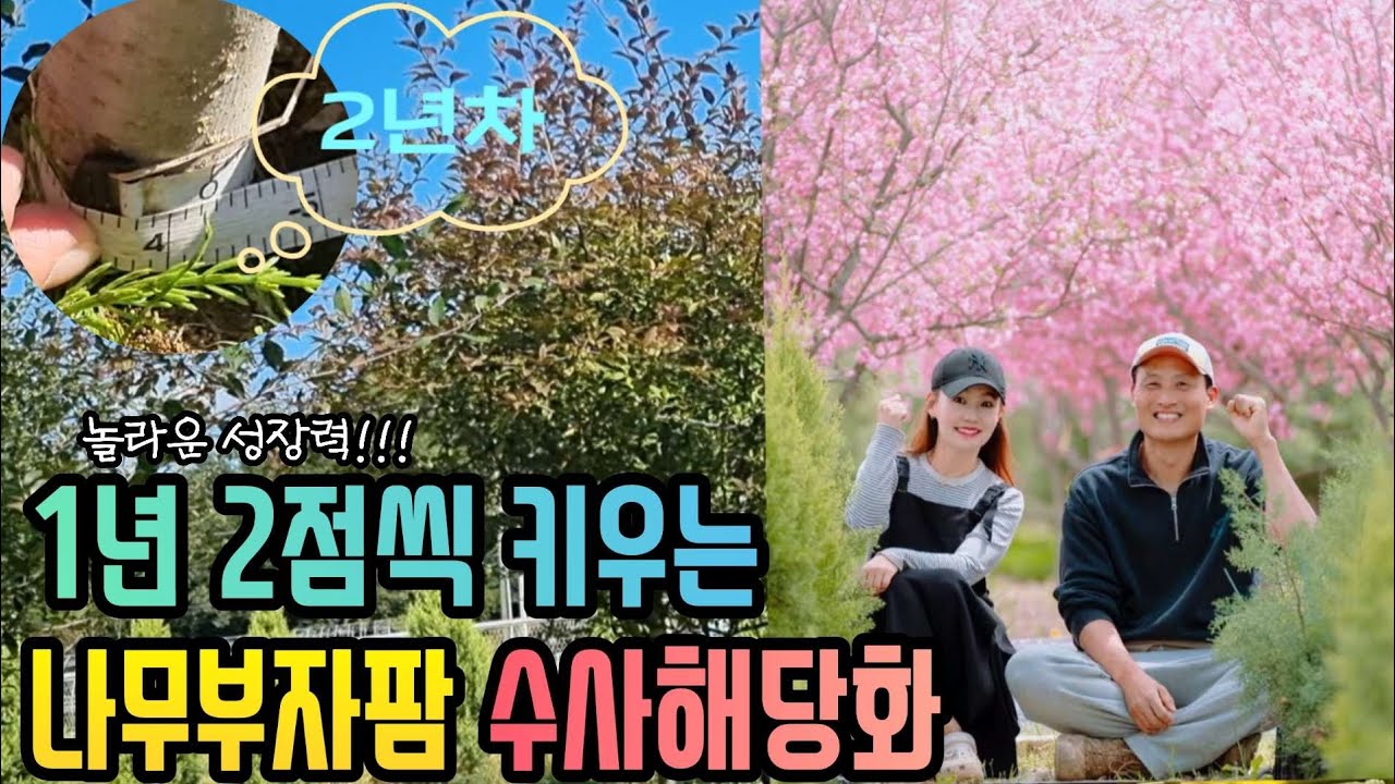 수사해당화~ 이렇게 키운 농원은 처음봤다‼️ 분달이 택배까지 완벽