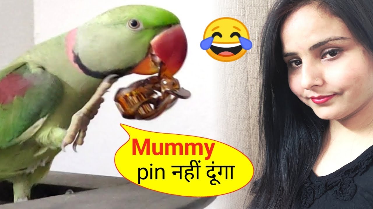 Parrot fighting with his Mom for a hair pin - Mummy Main nhi dunga😡😜
