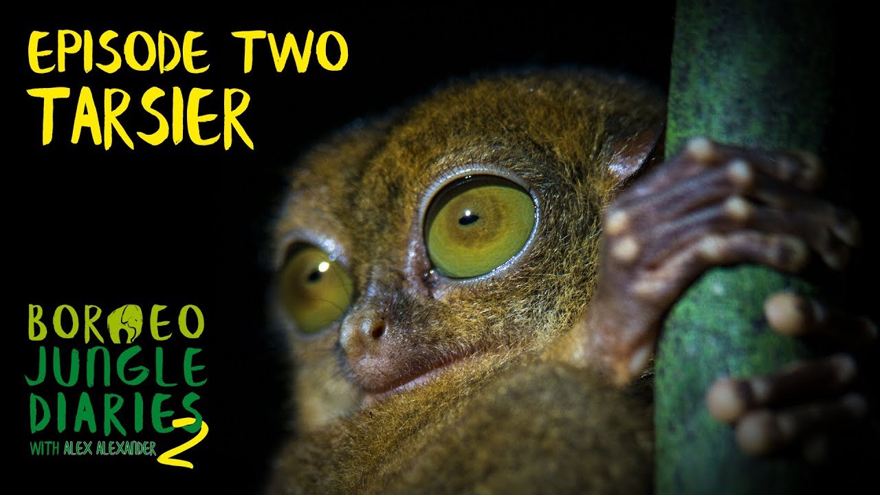 Tarsier: Bug Eyed Demon Creature | Borneo Jungle Diaries (S02E02) | SZtv
