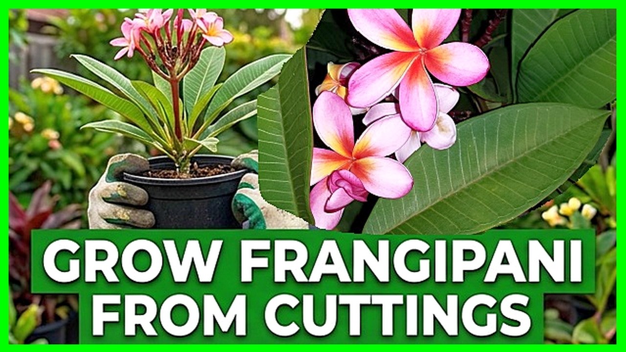 How To Grow Frangipani From Cuttings : Frangipani (Plumeria) Propagation