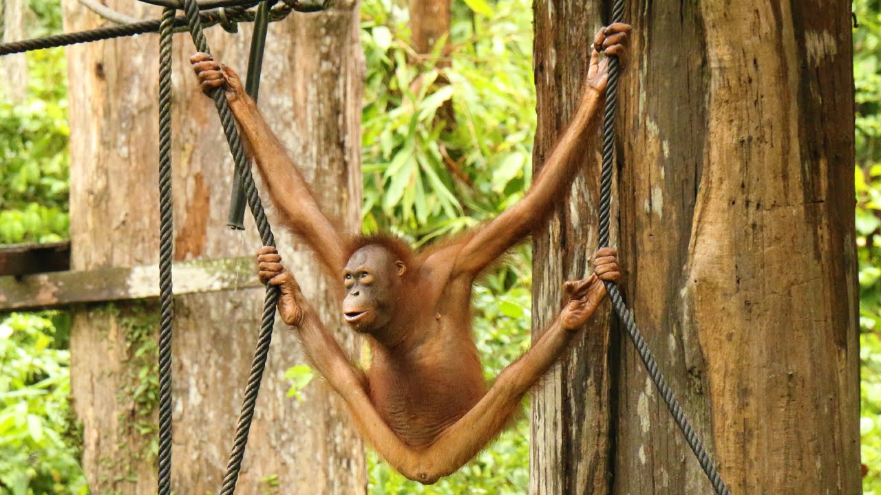 Outdoor Nursery of Sepilok Orangutan Rehabilitation Center