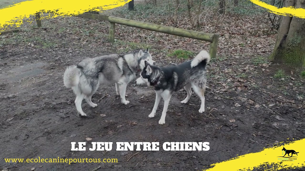 Apprendre &agrave; lire son chien en phase de jeu entre chiens.