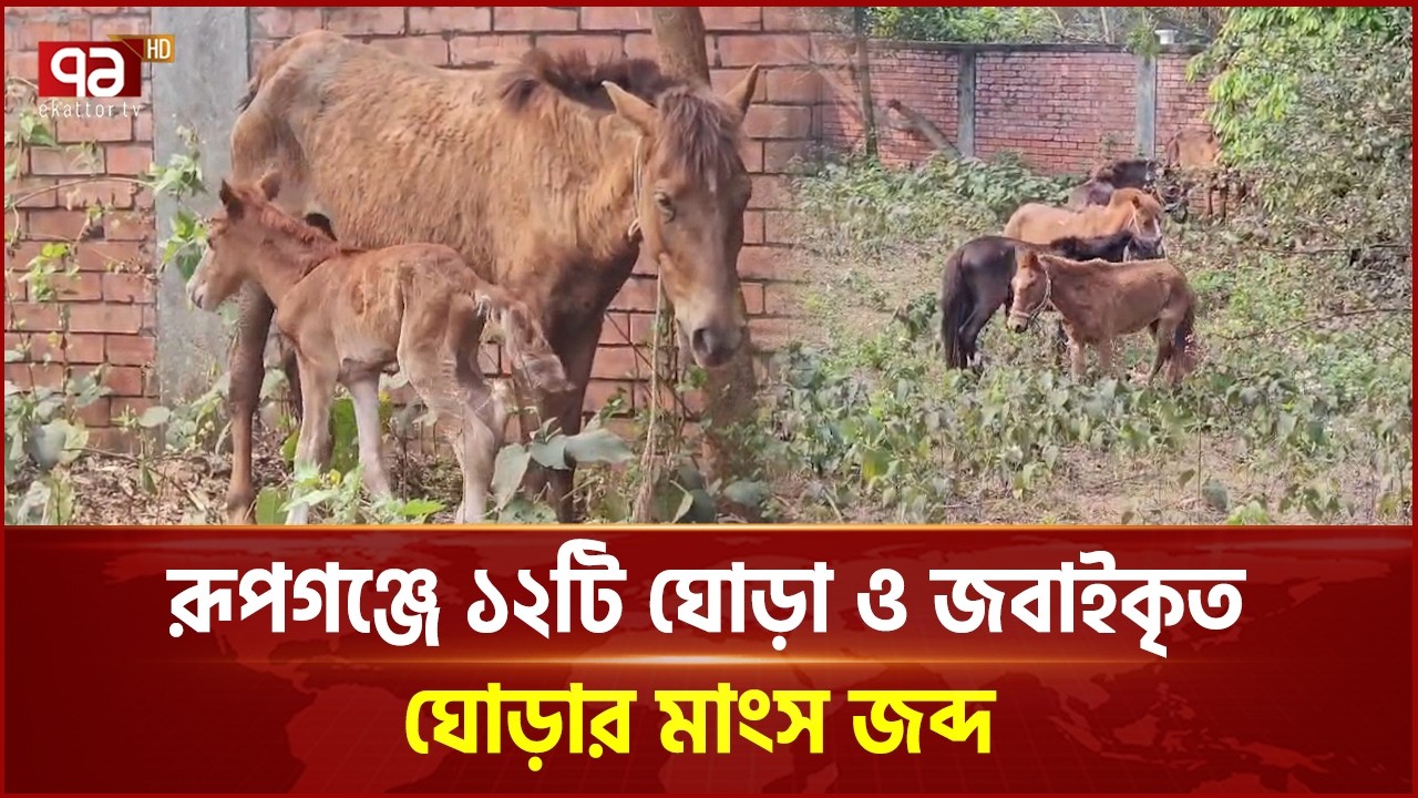 12 horses and processed horse meat seized in Rupganj | Narayanganj | Ekattor TV