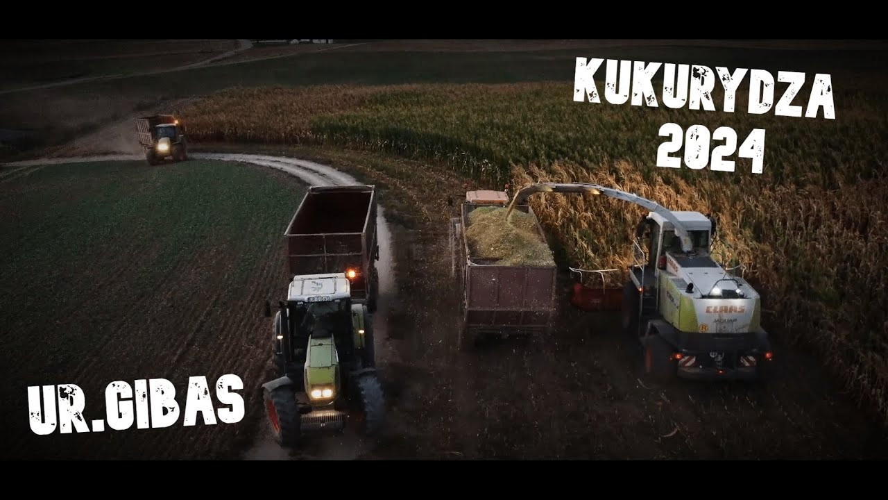 ZIELONO TU! | KUKURYDZA 2024 | UR.GIBAS | CLAAS | JAGUAR 900 | RENAULT