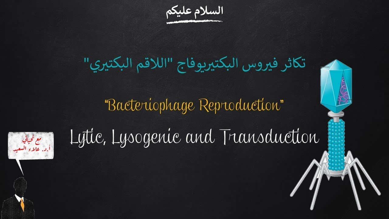 Bacteriophage reproduction (Lytic v. lysogenic Cycles) (تكاثر فيروس البكتيريوفاج)