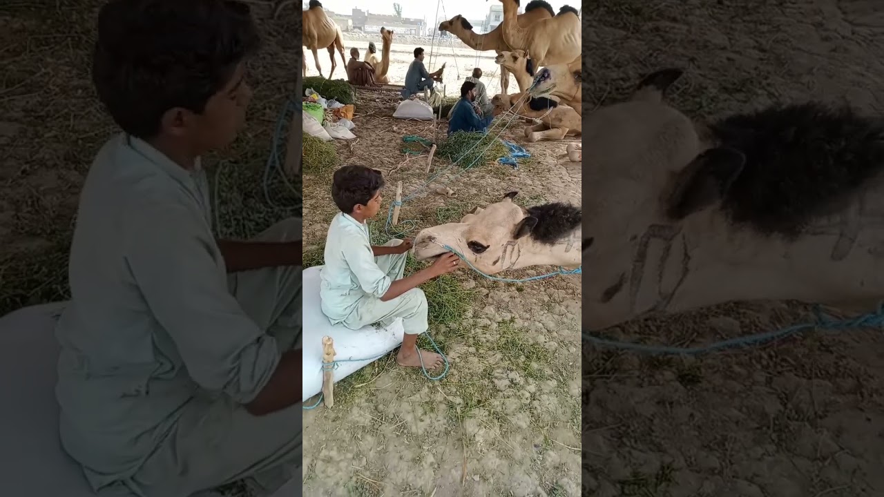 Camel Mandi 2024 