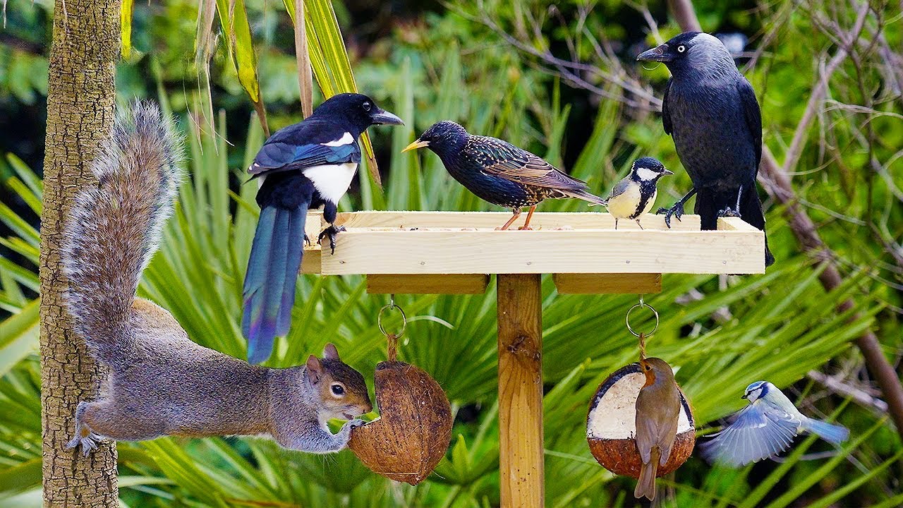 Кошка тв 🕊️ Весенние птицы и белки слетаются на птичьи столы 🐿️ Птицы для кошек 4K HDR
