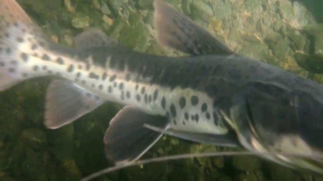 My curious leopard catfish