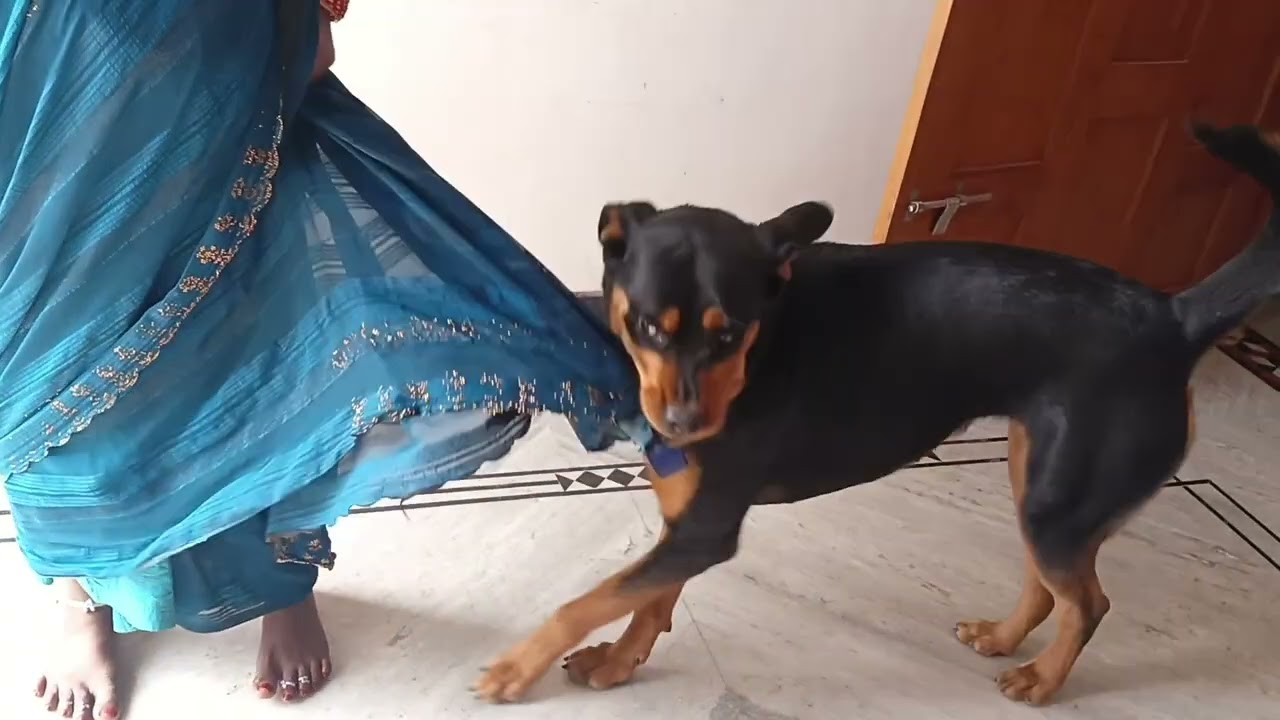 Dolly ka parsal aa gya hai 🐕🤣#youtube #video #rottweiler #dog#lover