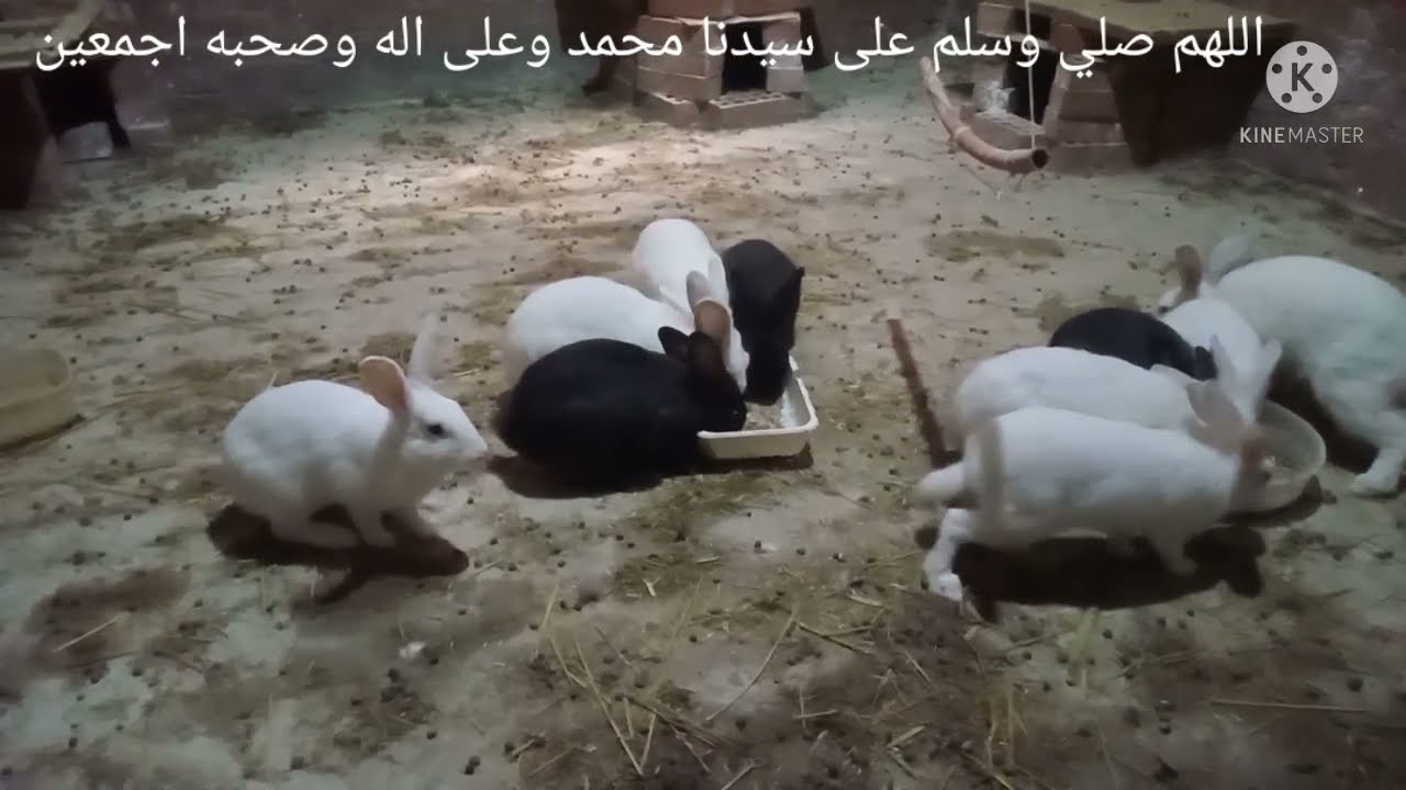 امراض الشتاء عند الارانب (اسباب وعلاج )وخلطة الاعشاب البسيطه للوقايه من تلك الامراض