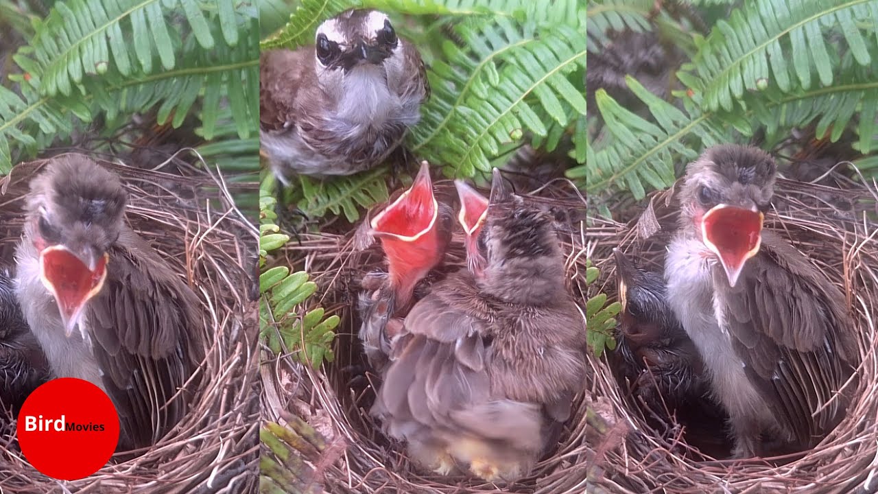 BIRDS FIGHT EACH OTHER FOR FOOD 