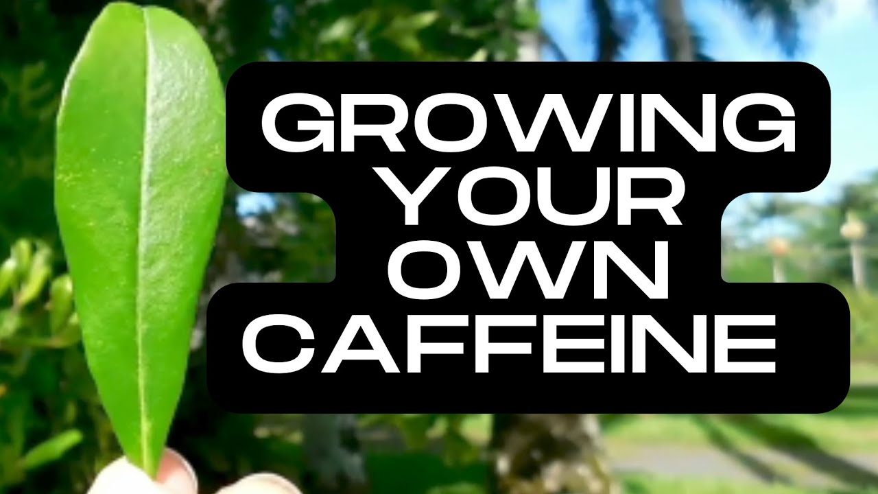 Growing Your Own Caffeine | Yerba Mate | Caffeinated Plants | Processing Yerba Mate Leaves at home |