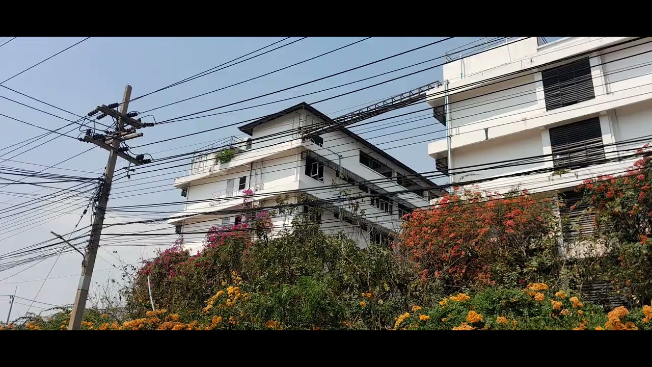 ทำไมมีแต่ดอกไม้