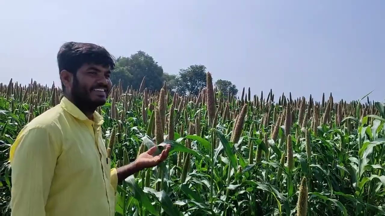 ಯಾದಗಿರಿ ಜಿಲ್ಲೆಯ ಹುಂಡೇಕಲ್ಲು ಗ್ರಾಮದ ರೈತರಿಂದ ಕೇಳಿ: US 7711 ಸಜ್ಜೆ ನಿಮ್ಮ ಕೃಷಿಯನ್ನು ಪರಿವರ್ತಿಸುತ್ತದೆ
