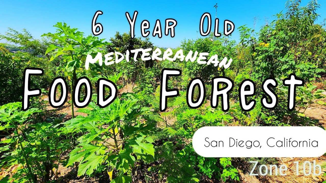 Thriving 6 year Old Mediterranean Permaculture Food Forest in SoCal San Diego California