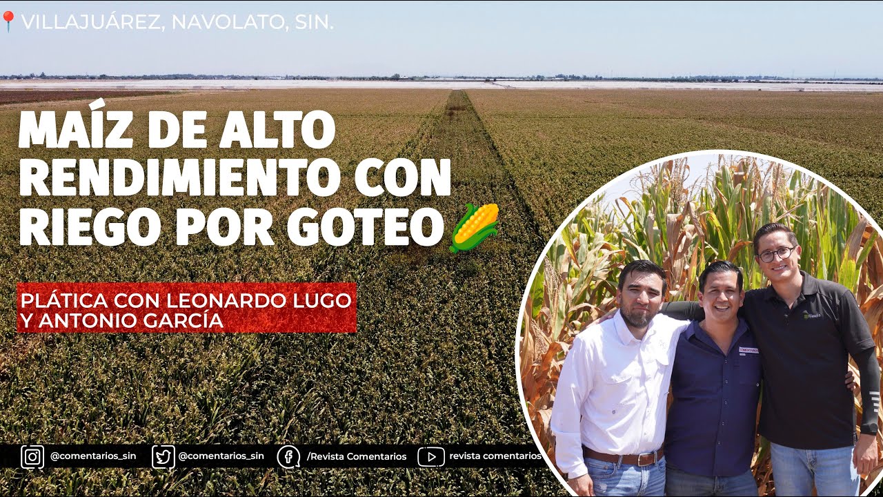 Manejo de maíz en alto rendimiento con riego por goteo 2024 | Leonardo Lugo y Antonio García
