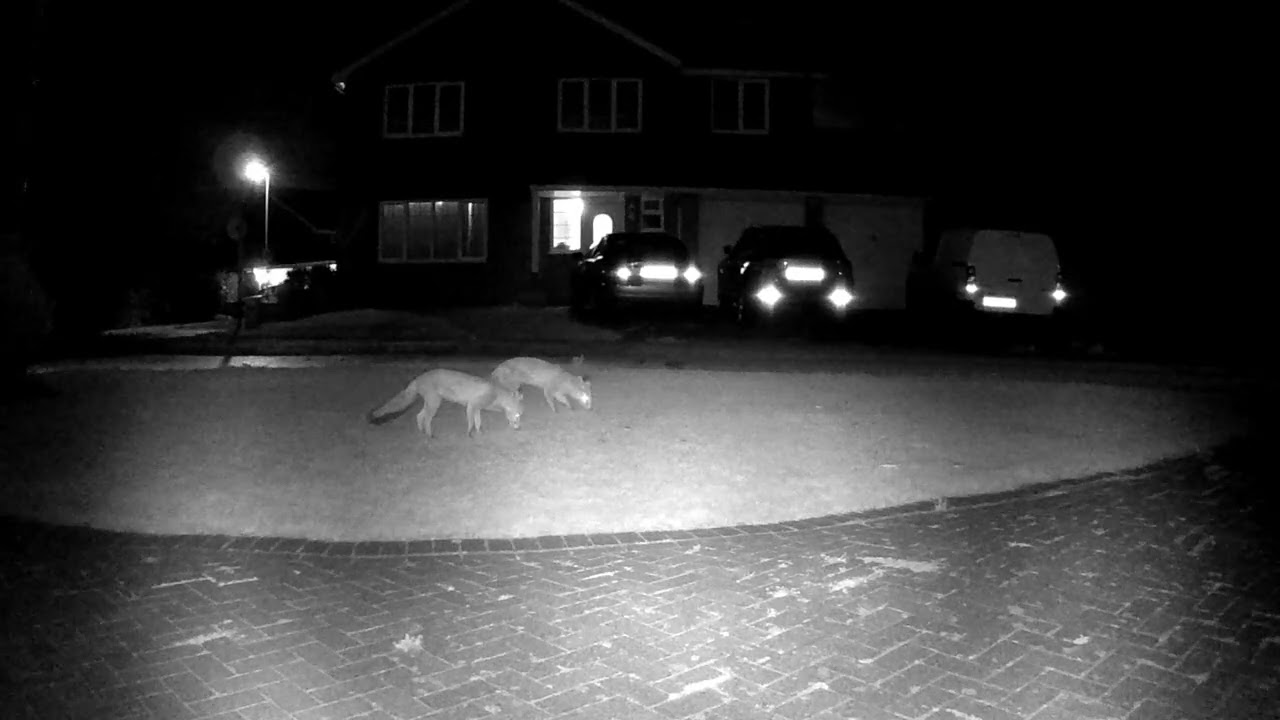 Sept 2024 Foxes x 2