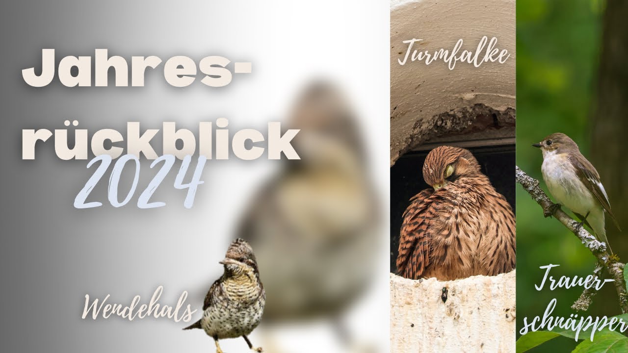 Jahresrückblick 2024 : Von Wendehals, Trauerschnäpper, Steinkauz & Co🧡😍🤯🦉