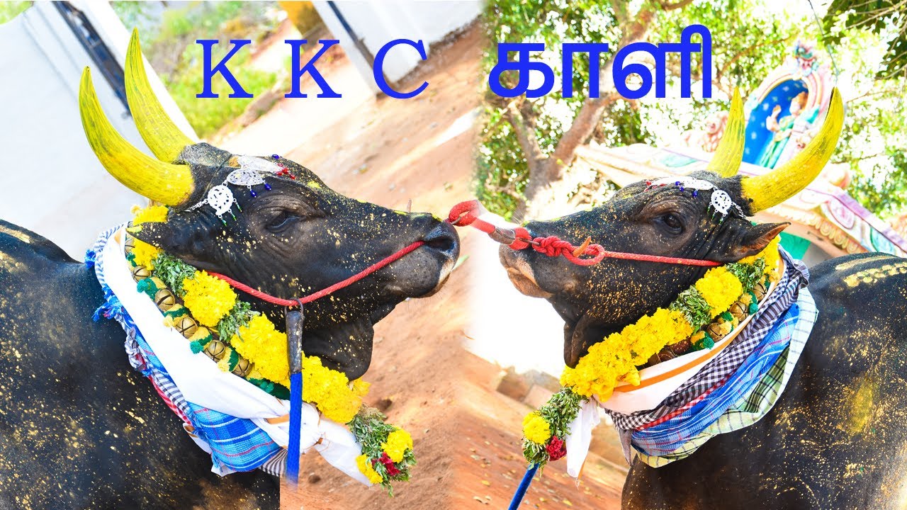 #மாட்டுப்பொங்கல்_தினத்தை_முன்னிட்டு #K_K_C_காளி #சிறப்பான_ஆட்டம்🔥🔥🔥🔥🔥