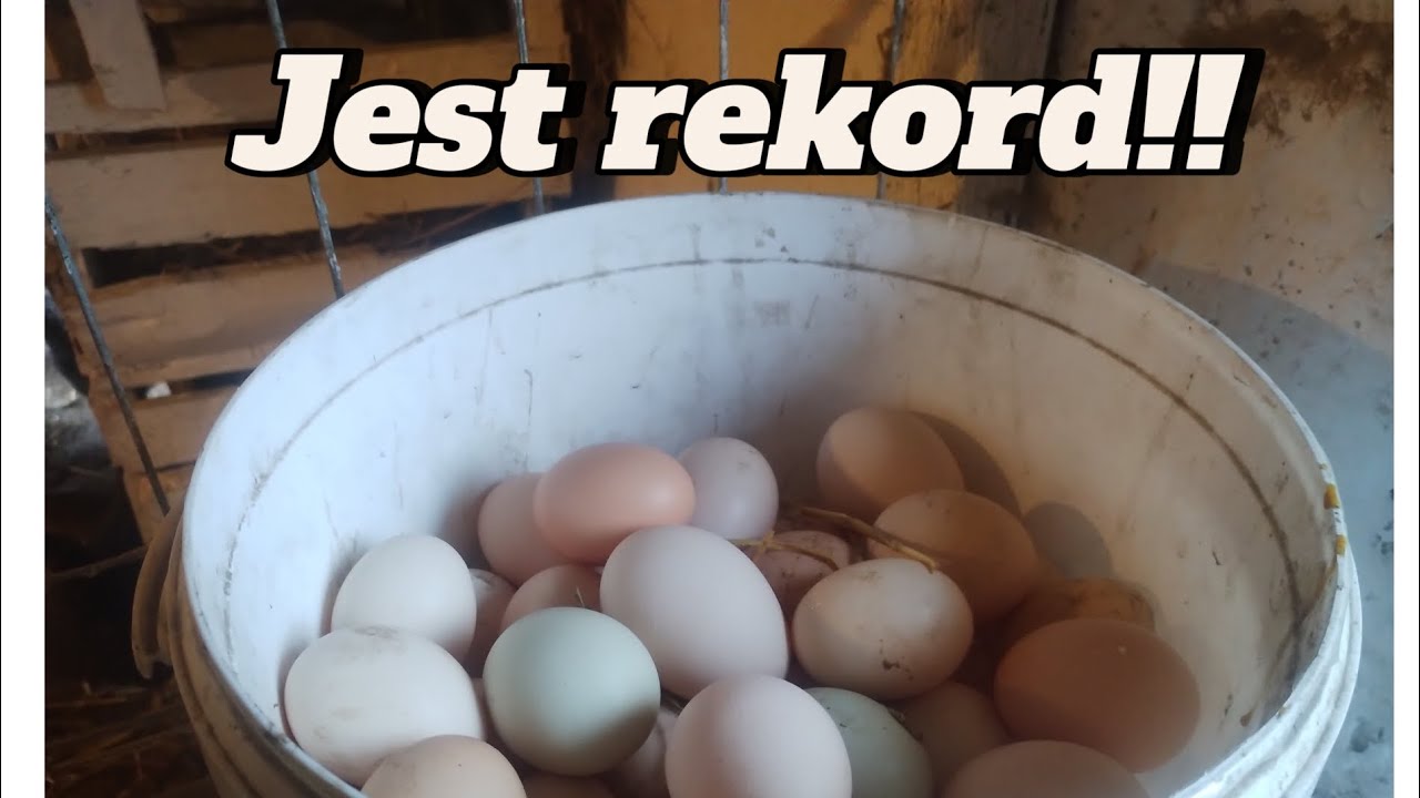 270. Kury nioski-czym karmimy? 🐔 rekord jajek 🥚 smaczki dla zwierząt 🐐🐄 ile zapasów już ubyło?
