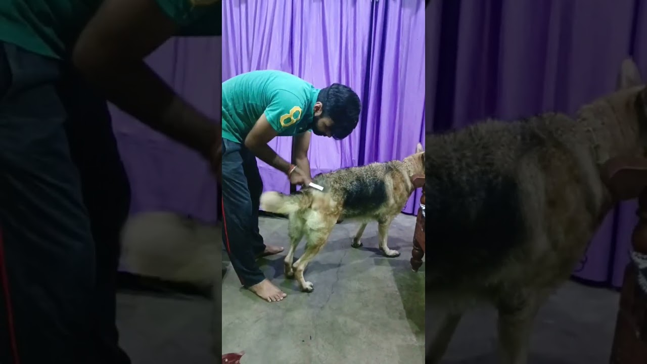 Easy daily grooming of Dog.............