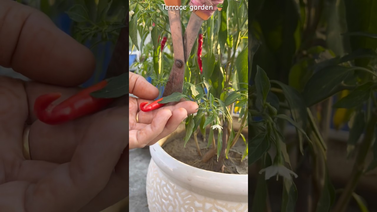 Grow your 🌶️ plant at home🏡👌🏻 