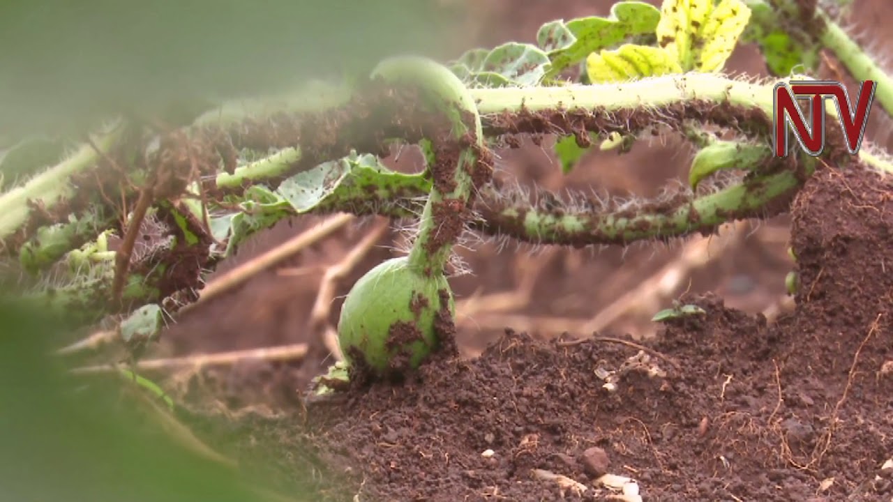 On The Farm: The skill of growing water melon