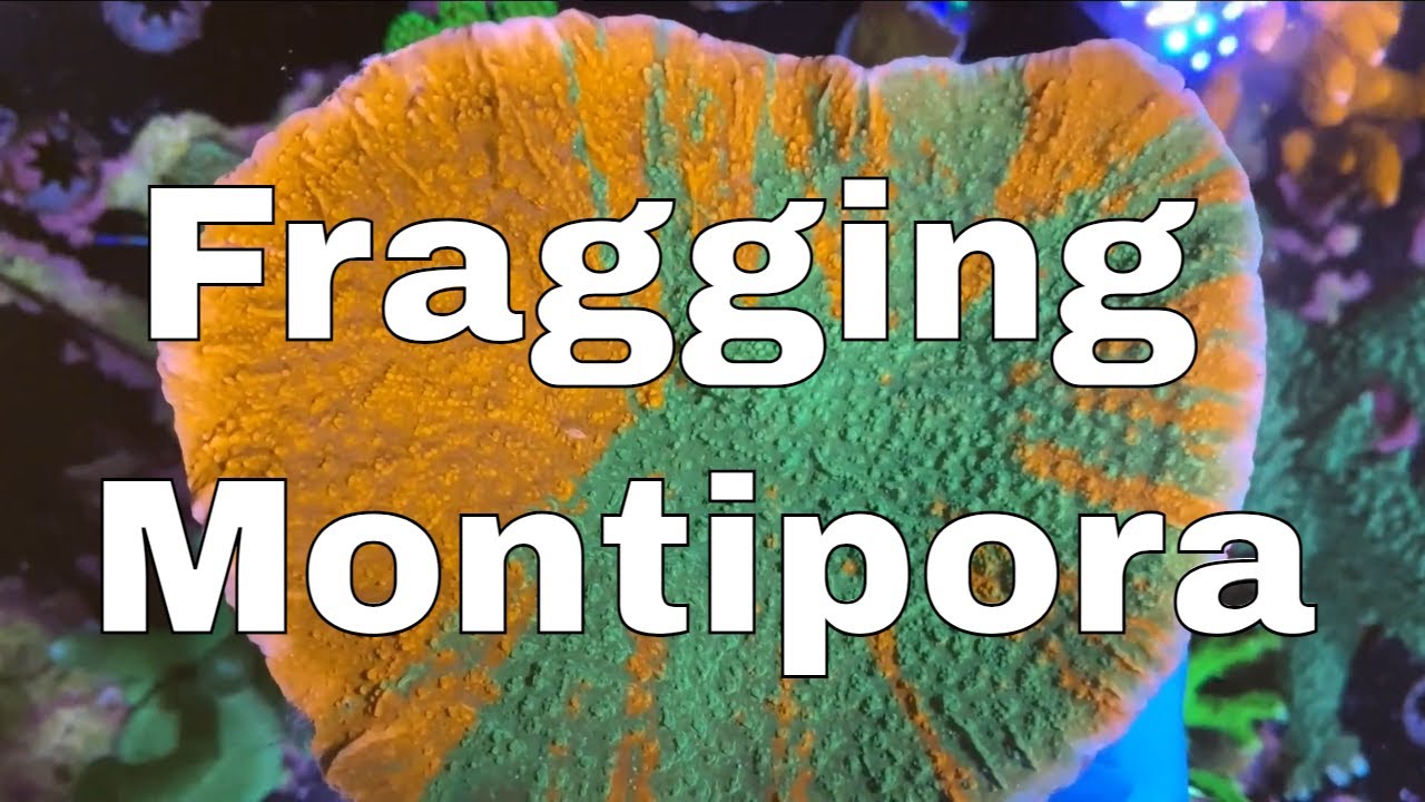 Fragging Expensive Montipora + New Insane Trachyphyllia's