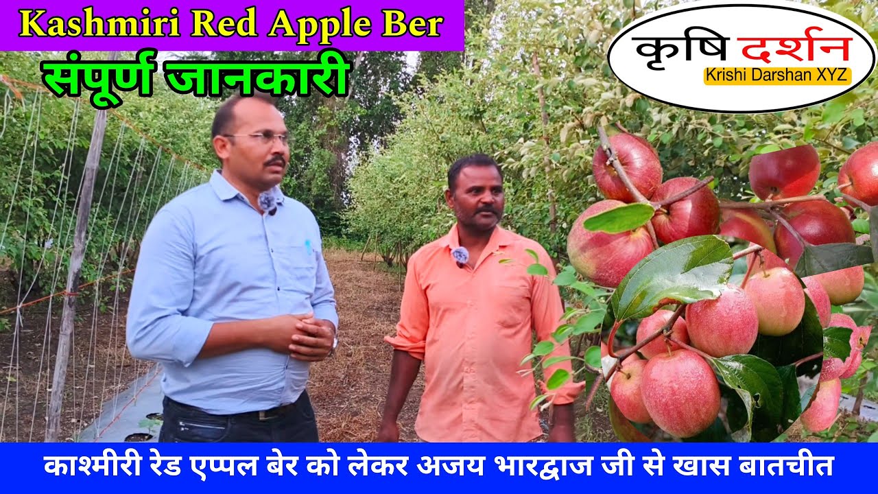 Kashmiri Red Apple Ber Farming 🥀🌺🌹 कश्मीरी रेड एप्पल बेर बागवानी 😍🌿🤩Red Apple Ber Farming 🌿Harda MP