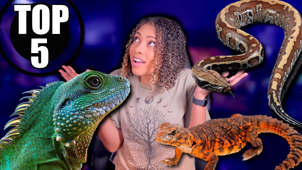 Top 5 BEST Intermediate Reptiles