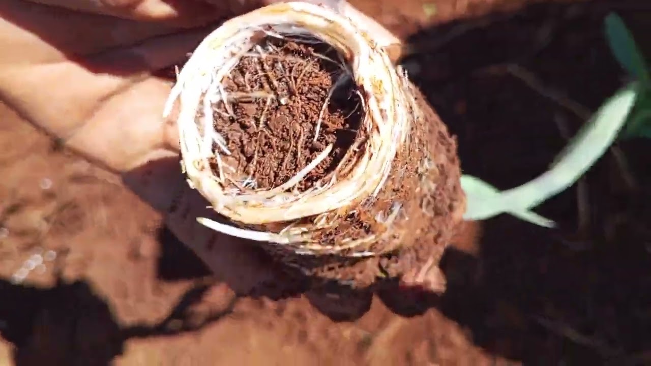 The  inventor of maize seedlings in a disposal cups.