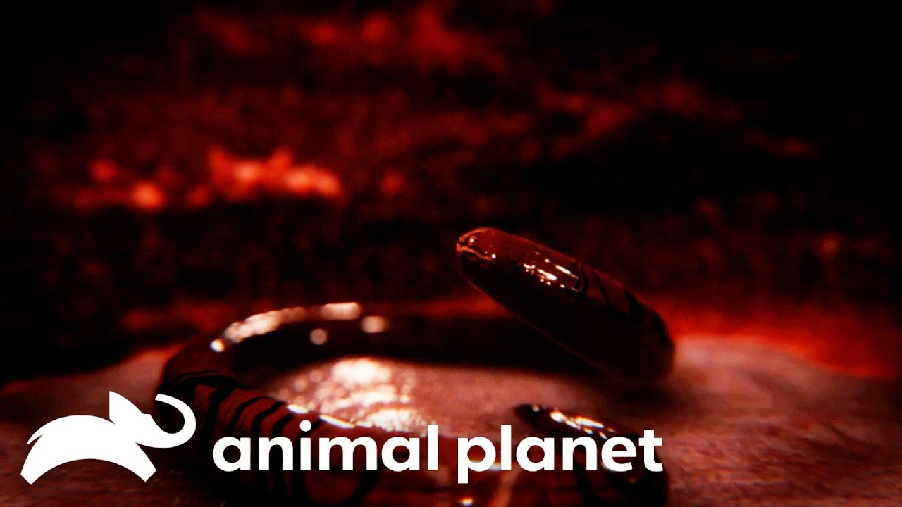 Which Animal Gave This Wrestler A Life Threatening Infection?! | Monsters Inside Me | Animal Planet