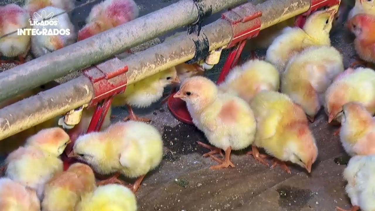 Como realizar o manejo dos primeiros dias do frango de corte?