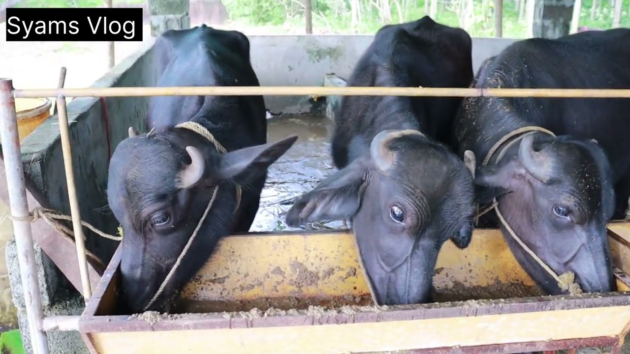 പോത്തിന് ഇങ്ങനെ തീറ്റ കൊടുത്താൽ ഒരു ദിവസം ഒരു കിലോ കൂടും |Murrah Buffalo farming  kerala