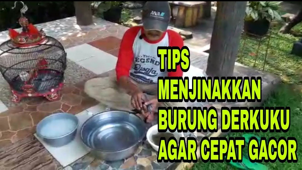 TIPS MENJINAKKAN BURUNG DERKUKU AGAR CEPAT GACOR