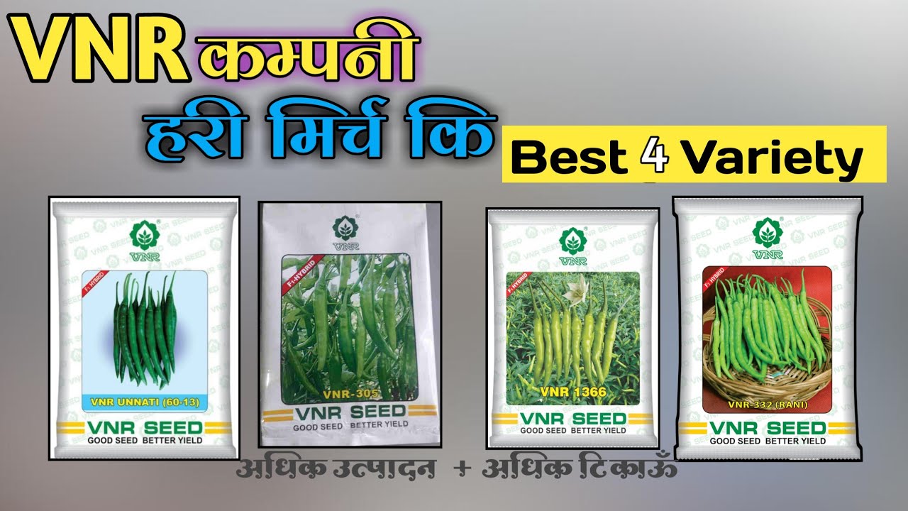 Vnr Campny ki Best Chilli Verity Seed kon Kon Se Hai