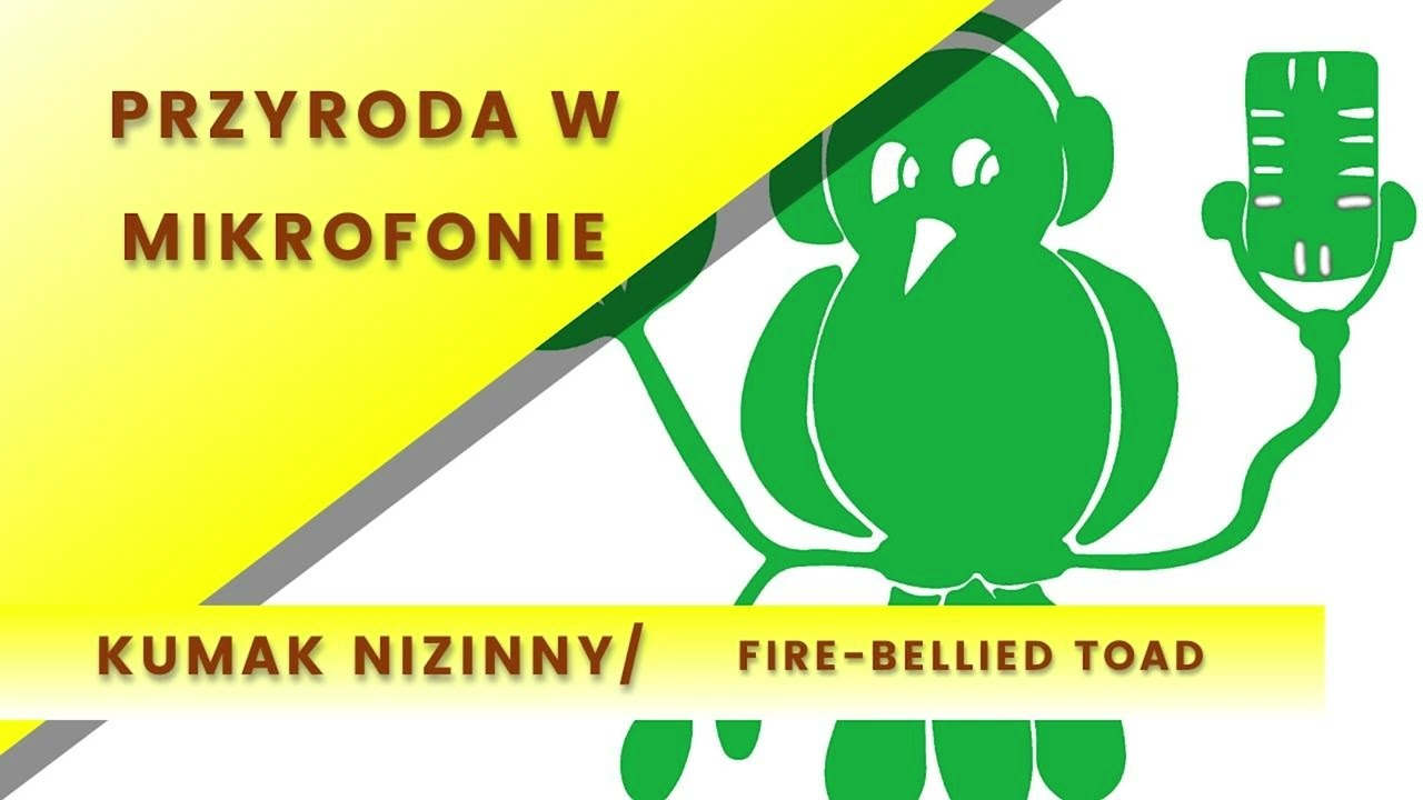 Kumak nizinny (Bombina bombina / fire-bellied toad)