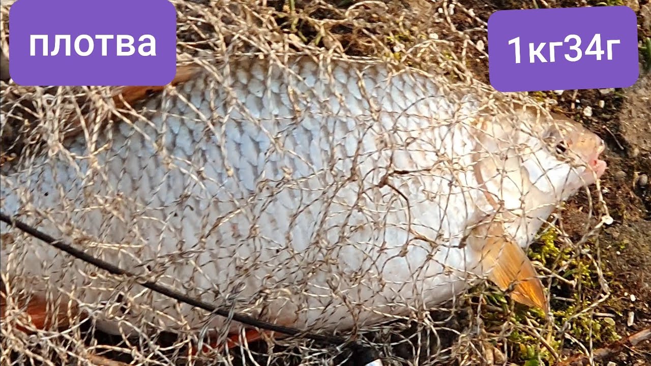 Рыбалка в Германии ловля плотвы на донку Angeln Fishing balik tutma alsayd peshkimi Pesca
