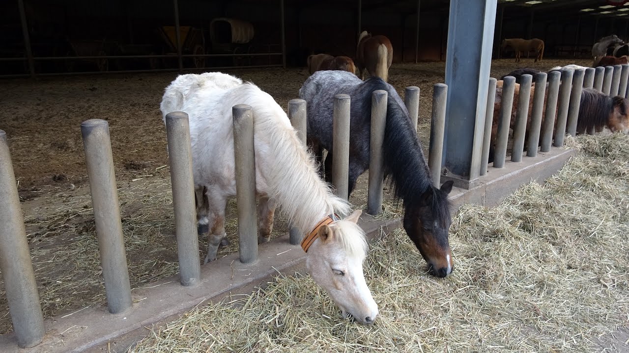 Alle Pony's Van Ponyparkcity 2024