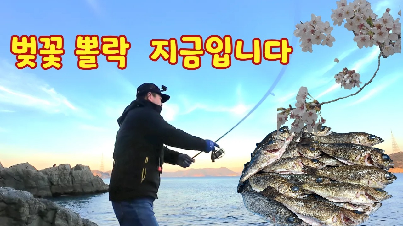 벚꽃 볼락 잡아서 아내와 숯불구이 파티 했어요~