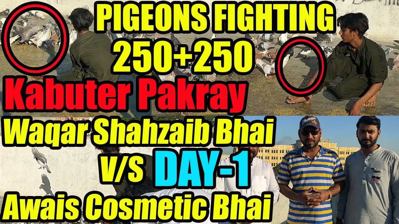 Pigeons Larrayya 250+250 Pigeon Loft |  Waqar Shahzaib VS Awais Cosmetic | 2 Kabootar Pakray DAY-1