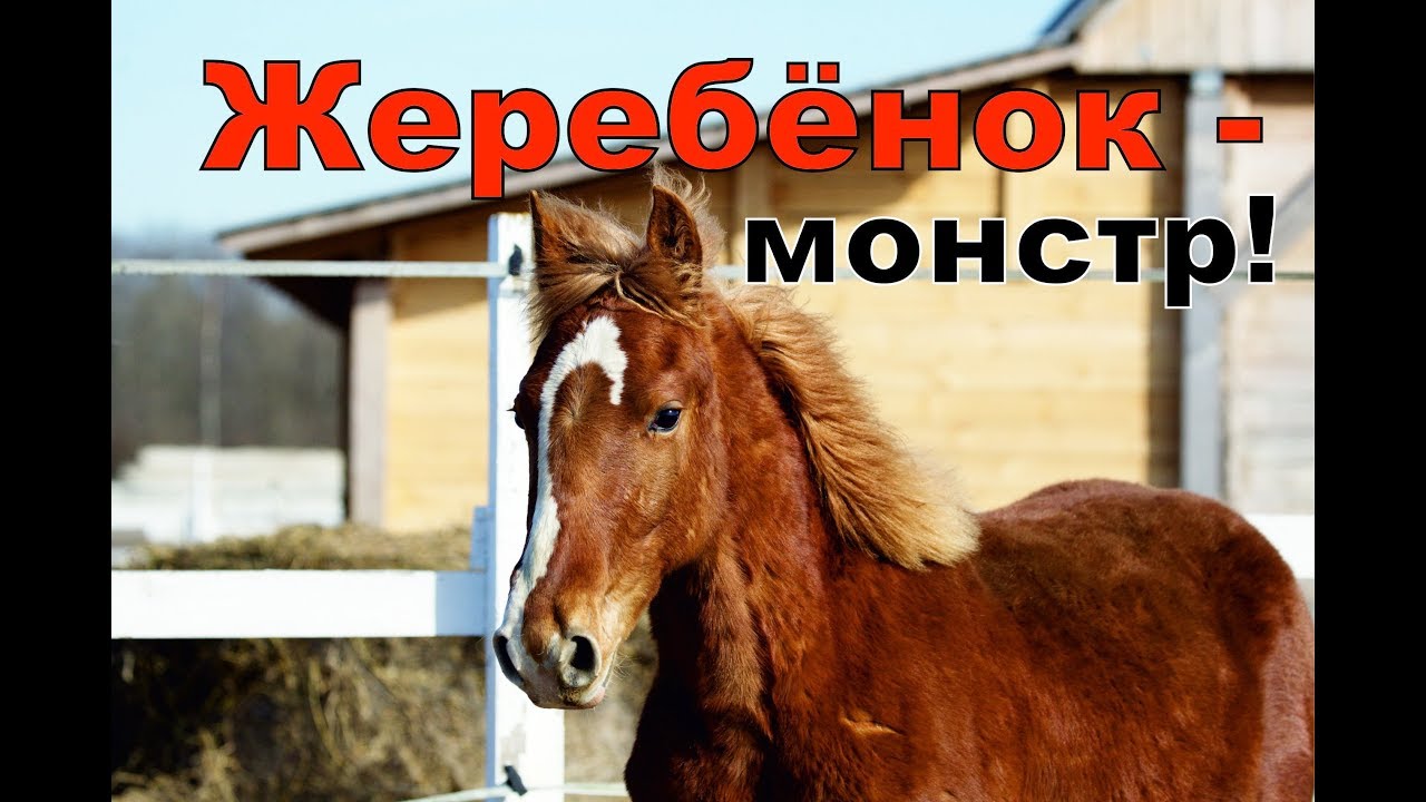 Клёвый. Конь творит страшные вещи!