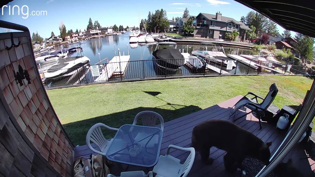Homeowner scares off bear that pushes through screen door in South Lake Tahoe